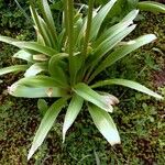 Allium giganteum 葉