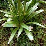 Allium giganteum Fuelha