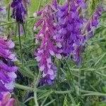 Vicia tenuifoliaΛουλούδι