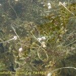 Elodea nuttallii Hábito
