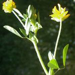 Trifolium patens Kvet