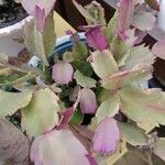 Schlumbergera truncataFuelha