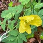 Meconopsis cambrica Liść