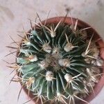 Stenocactus multicostatus Hoja
