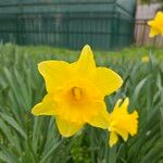 NarcissusFlower