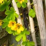 Tropaeolum ciliatum Ruíz & Pav.Fulla