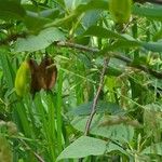 Halesia carolina Plod