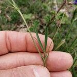 Lathyrus angulatus Лист