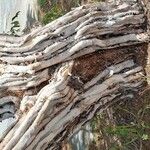 Eucalyptus pulchella Bark