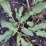 Rumex pulcher Blatt