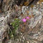 Dianthus graniticusFlower