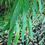 Phyllostachys aureosulcata Φύλλο