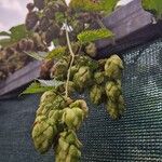 Humulus lupulusBlomma