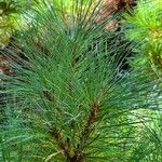 Pinus koraiensis 葉