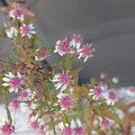 Symphyotrichum lateriflorum Flower