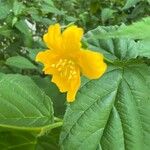 Kerria japonica Floro