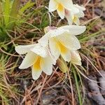 Freesia alba Цветок