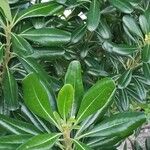 Pittosporum tobira List