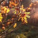 Hamamelis mollis Kvet