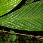 Hylaeanthe unilateralis Hoja