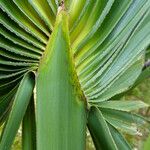 Sabal palmetto 葉