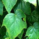 Begonia formosana Leaf