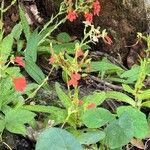 Habenaria rhodocheila Flower