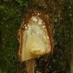 Pouteria brachyandra Diğer
