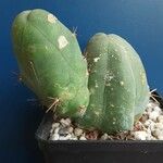 Echinopsis lageniformis Hábito