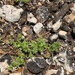 Galium murale Feuille