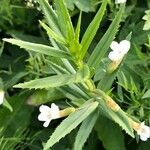 Gratiola officinalis Blatt