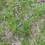 Cirsium arvenseBloem