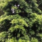 Podocarpus salignus 整株植物