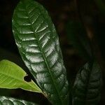 Iryanthera hostmannii Leaf
