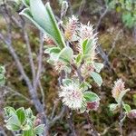Salix glauca 花