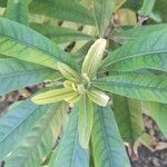 Pouteria gardneriana Leaf