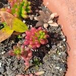 Sedum × rubrotinctum List