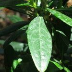 Carpenteria californica Leaf
