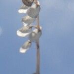 Scutellaria lateriflora Fruit