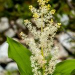 Maianthemum racemosum Çiçek