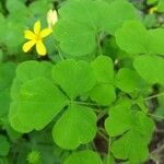 Oxalis grandis List