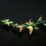 Crotalaria retusa Цвят