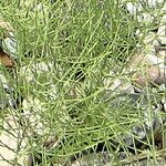 Equisetum ramosissimum List