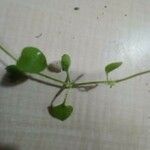 Stellaria apetala পাতা