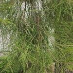 Casuarina cunninghamiana Ліст