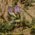 Astragalus baionensis Floare