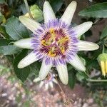 Passiflora caeruleaЦветок