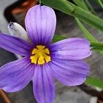 Sisyrinchium angustifolium Цветок