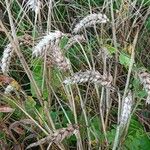 Triticum turgidum Habit