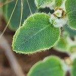 Euphorbia petiolata Leaf